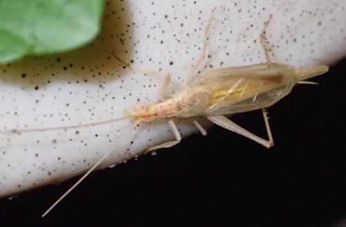 Réf. 266 229 : Oecanthus pellucens pellucens